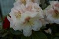 Rhododendron williamsianum Gartendirektor Rieger-3 Różanecznik